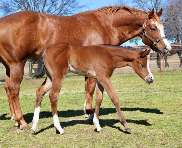 EC Foal Photo of the Day – Meet Skittles!